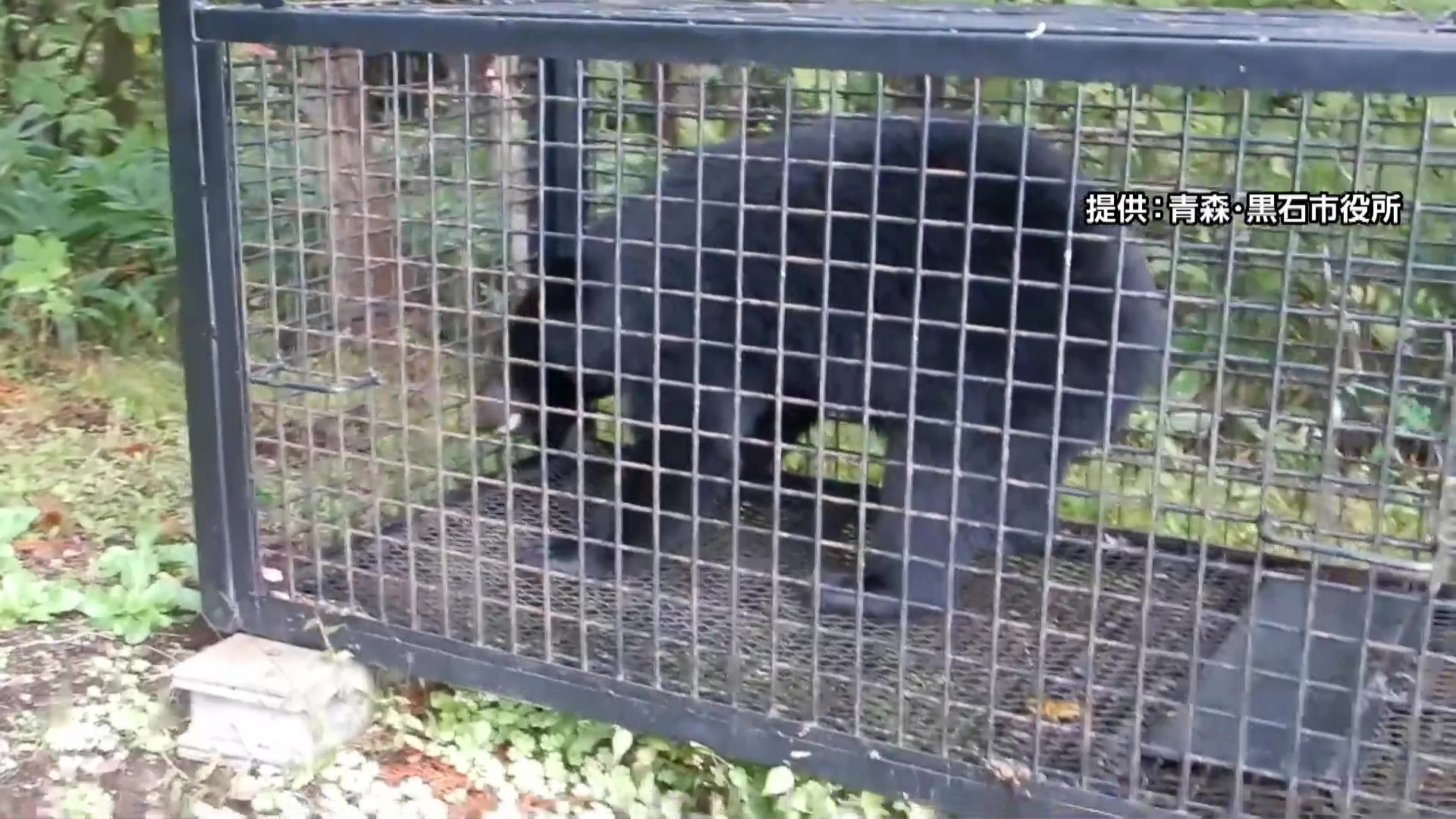 🚨熊出没！补贴太少，地方叫苦！