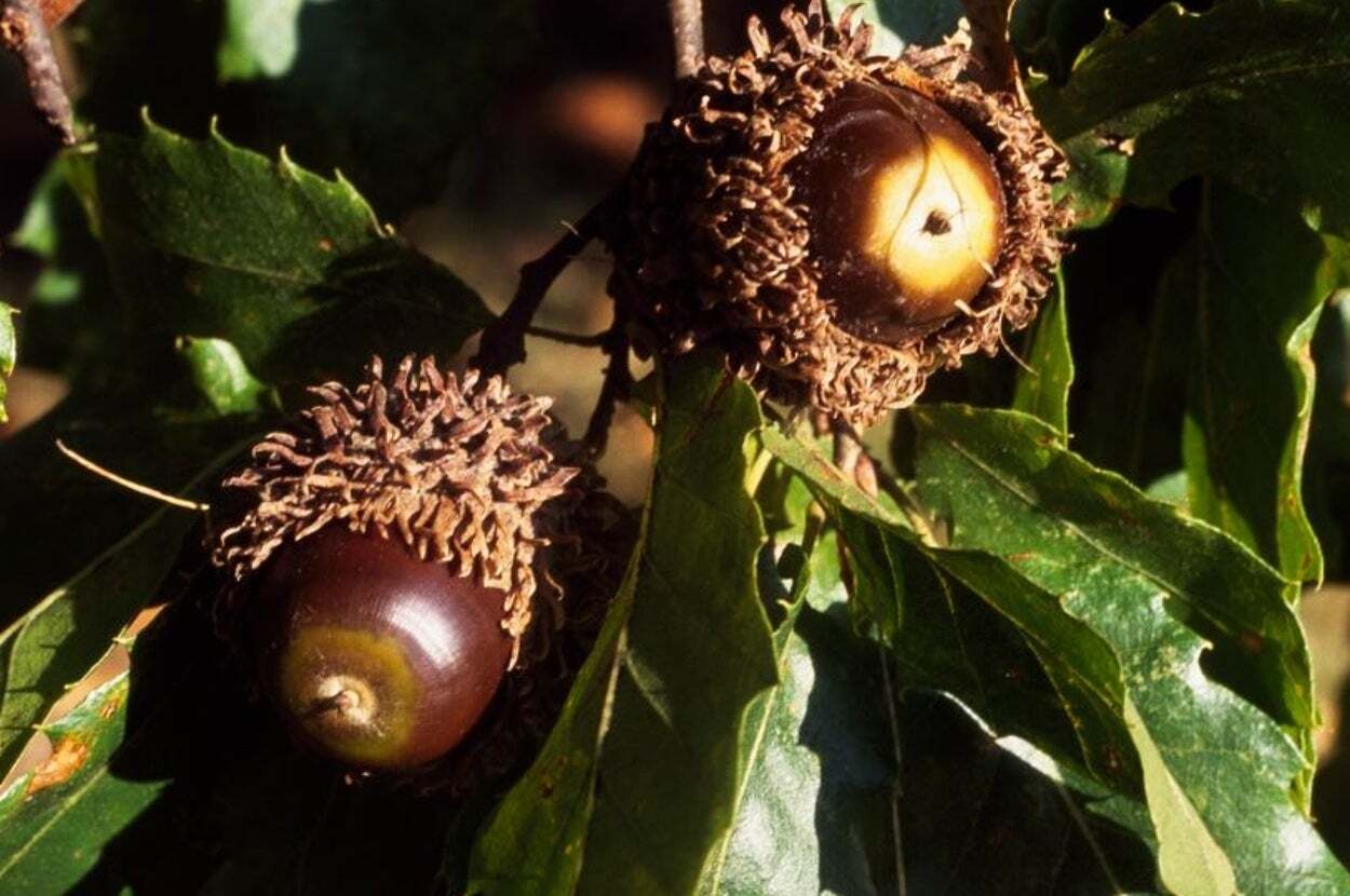 🌰女儿捡的橡果，量惊人！“简直夸张！”“批发价橡果”！