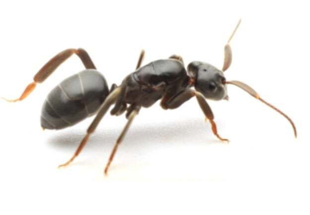 🐜 母虫竟逼女儿弑母？！蚂蚁世界的惊悚真相！