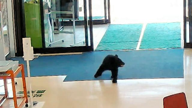 🐻熊进村公所！自动门大开，吓坏众人！