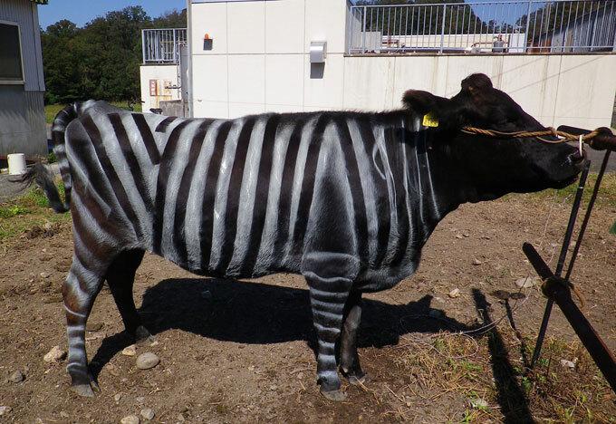🐄 惊！斑马纹能防蚊虫，牛人获奖！