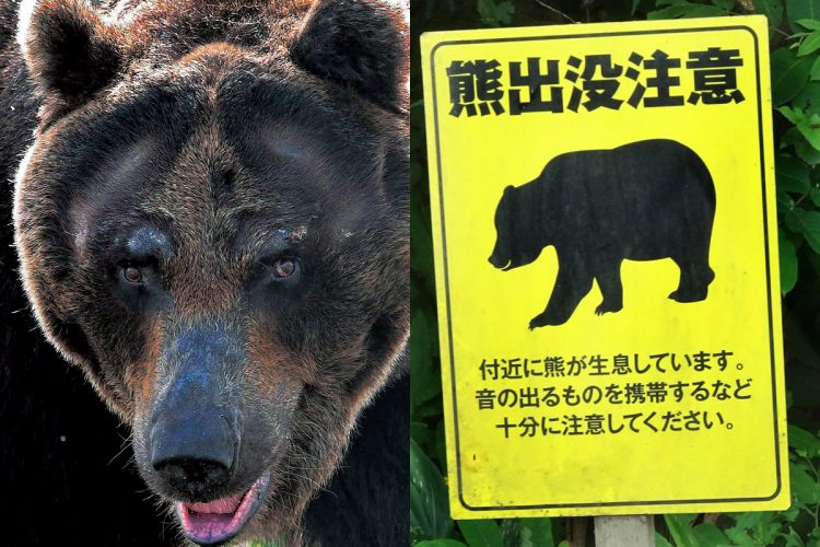 😱熊的恐怖：惨叫也逃不掉！老猎人也遇难！