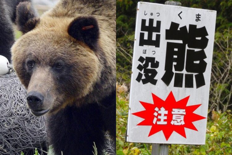 🐻️ 熊出没！竟把居民区当“自助餐厅”！