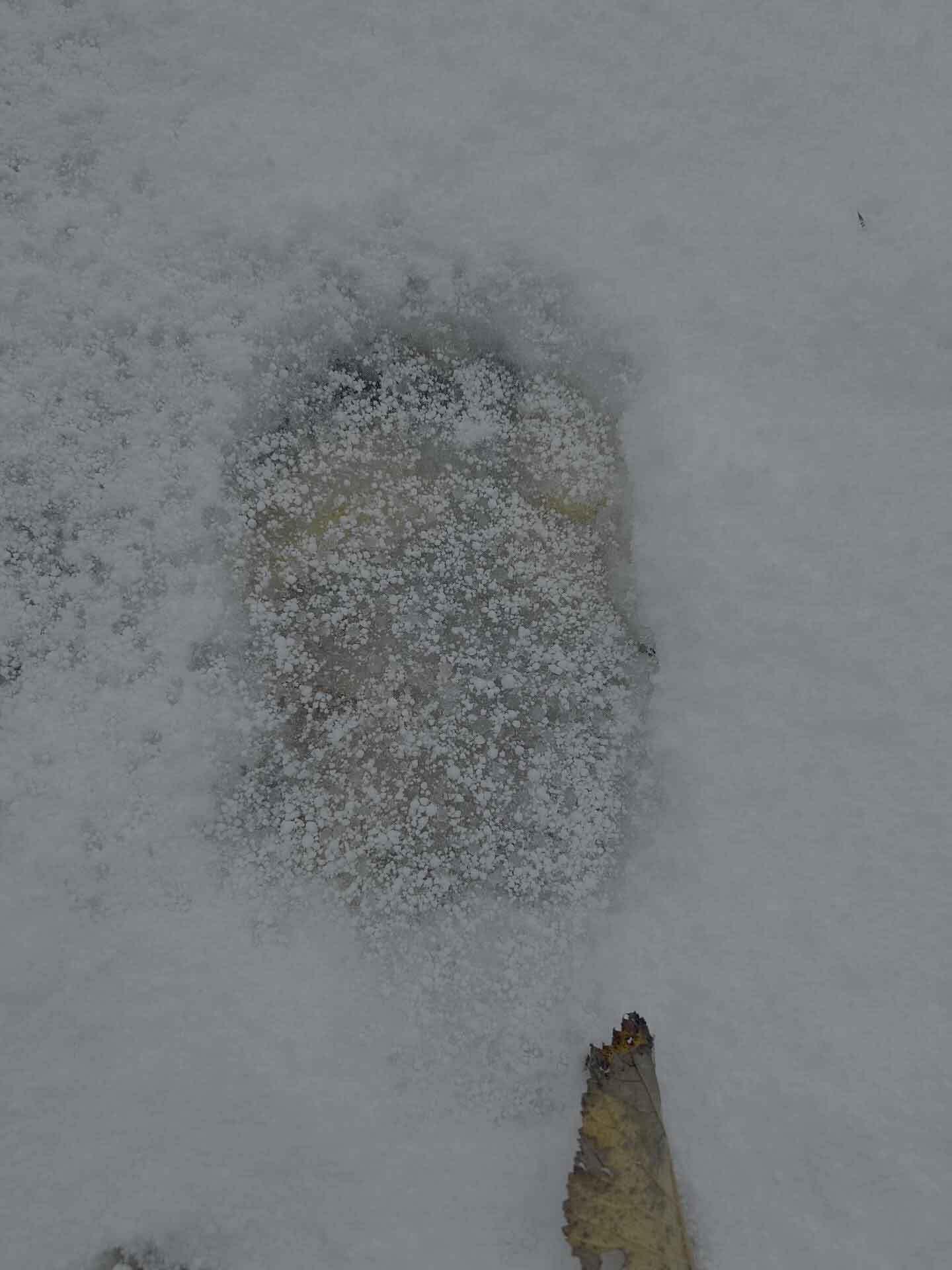 🐾 熊掌印：北海道的绝望，普通人根本没法活！