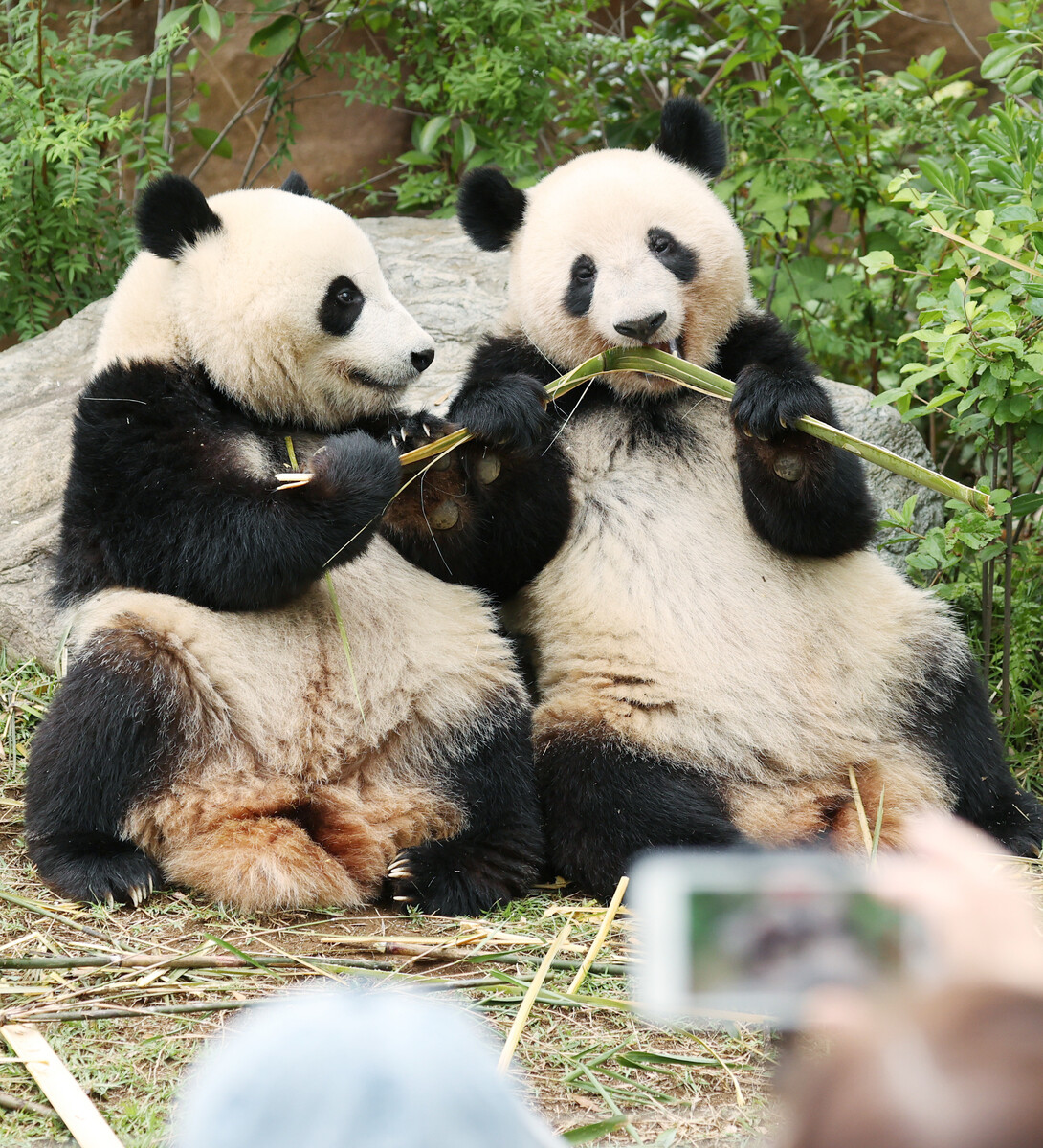 🐼熊猫“零”的现实：租给日本？专家解读！（时事通信）
