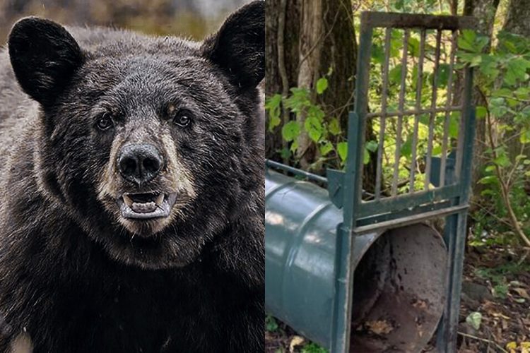 🚨熊越来越凶猛！自卫队出动是唯一解？
