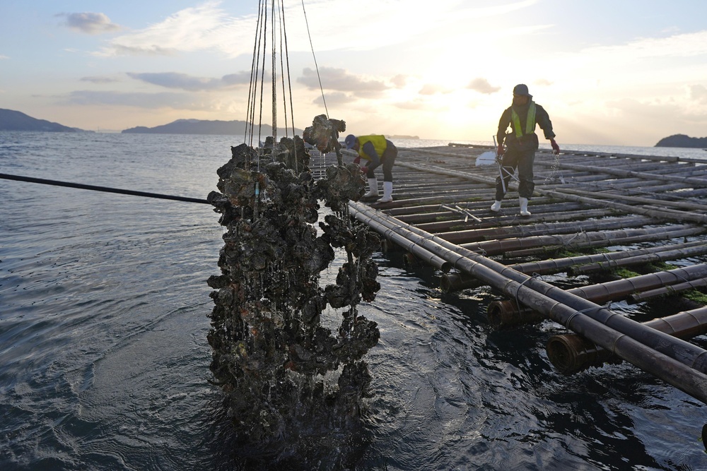 🦪牡蛎养殖户的救命钱！无息贷款+赔偿，太暖心！