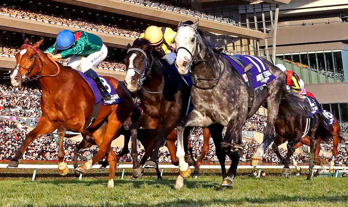 🔥逆袭！JC冠军直奔有马纪念！快为它投票！