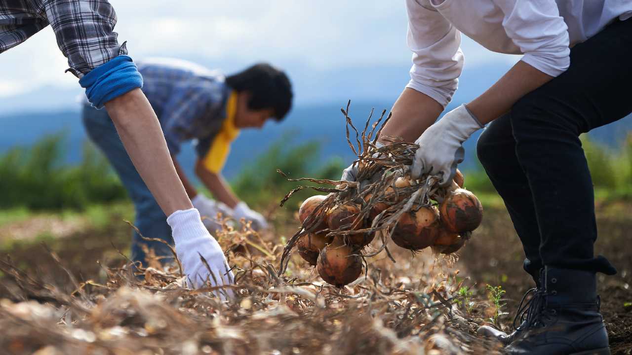 🌱逃离城市，2年后…理想与现实狠狠打脸！