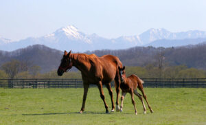 💥皇室X号令：别联系农场！大错特错！🚫 封面