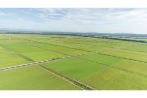 🌾别种稻！逼上绝路的农民，令和“米乱”的血泪史！ 封面