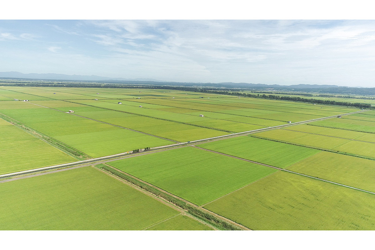 🌾别种稻！逼上绝路的农民，令和“米乱”的血泪史！