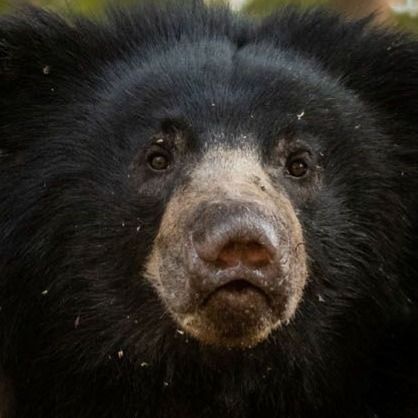 😱熊：人吃人！脸被啃烂，眼球被挖…12死惨案！