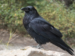 🐦乌不见了？糟了，这次轮到“萌鸟”了！防鸟攻略！