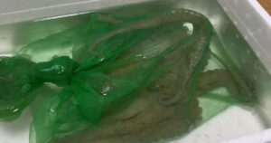 🐙 丑小鸭变天鹅！章鱼：我，绝不emo！ 封面