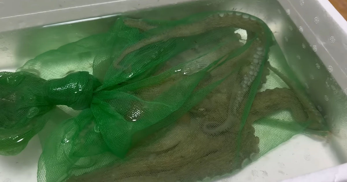 🐙 丑小鸭变天鹅！章鱼：我，绝不emo！