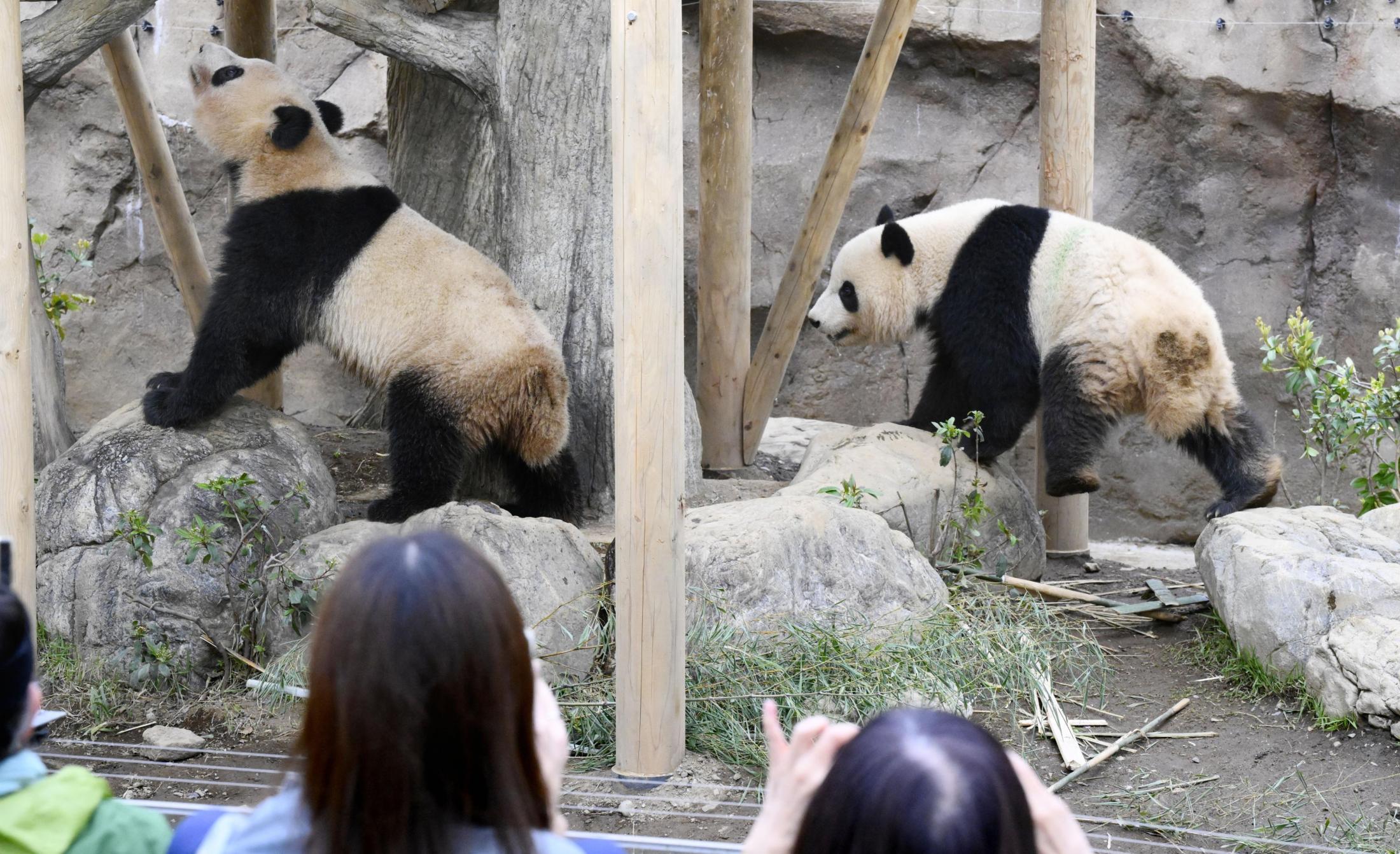 🐼日本政客：熊猫没了，怪谁？！（共同社）