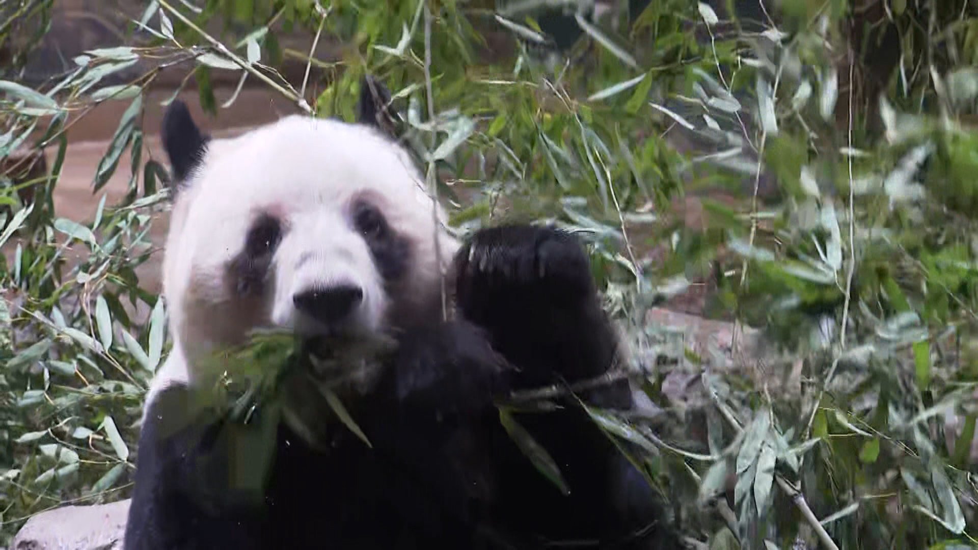 🐼熊猫要“断交”？日方竟是罪魁祸首！