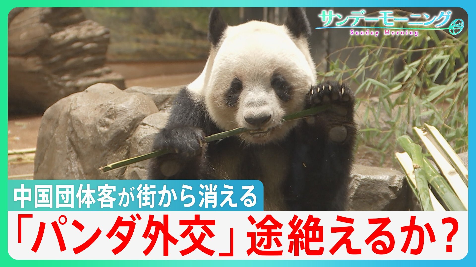 💥中国游客断流！镰京酒店暴跌，连熊猫也要“回国”？