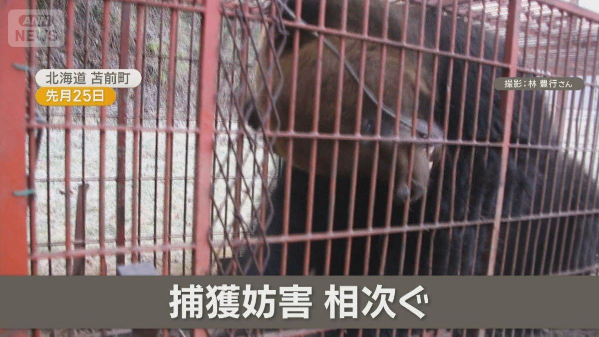 🐻冬眠没醒的熊惹祸！陷阱被破坏，猎人怒了！