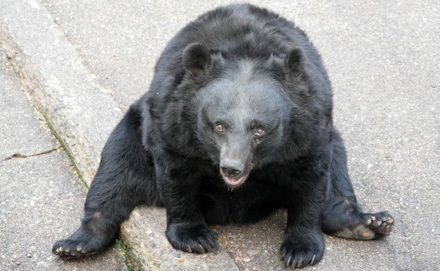 🐻光驱赶熊不够！猎人10年坚持，靠种树让熊不敢靠近！