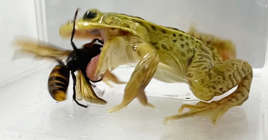 🐸 蜂蛰也拦不住！蛙界硬汉逆袭！