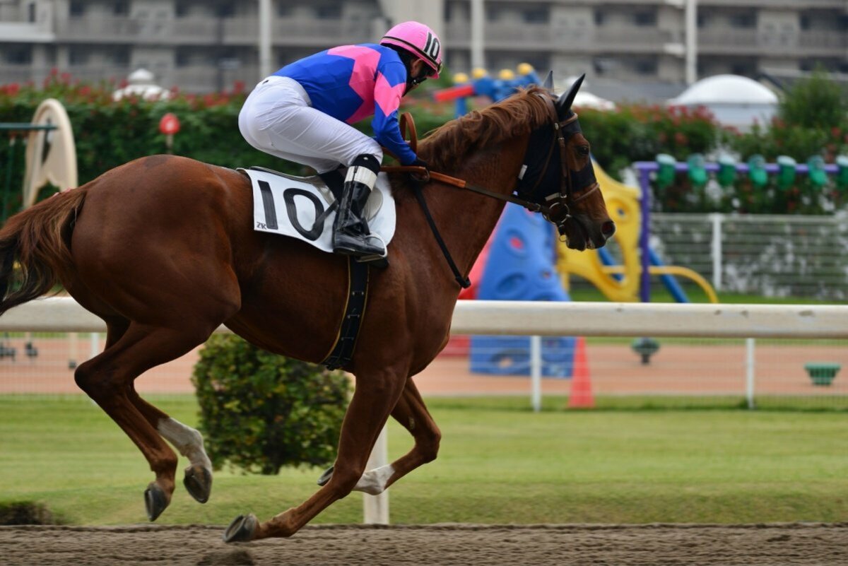 🔥年度盛事！马券也能用手机扫了！