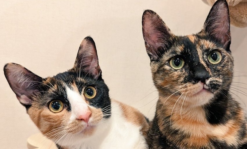 🛁喵：放开我！你把自己泡成这样，我好担心！