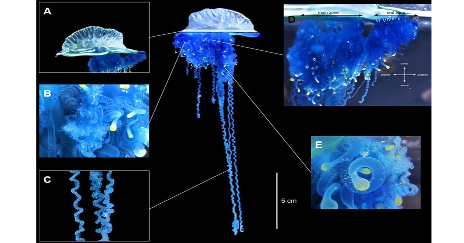 ⚠️ 致命海蜇现！气候变暖，它竟往北跑！