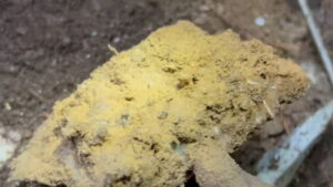 ✨山里捡的“大土块”，洗了后…“绝了”！😱 封面