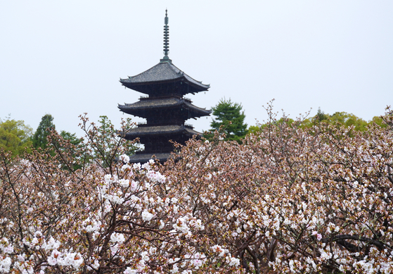 💥日本酒店崩盘价！游客断崖式锐减！
