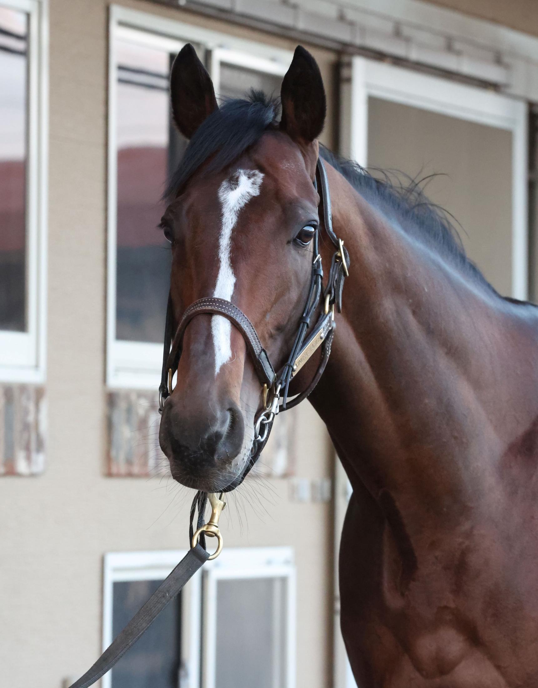 💥马儿“换家”啦！旧主放手，新主接棒，就等一鸣惊人！