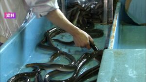 🐟🇯🇵鳗鱼贸易解禁！日本赢了！ 封面