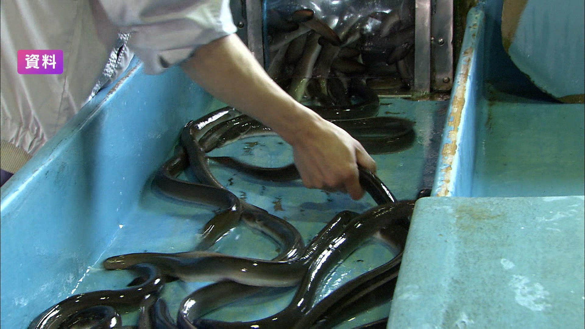 🐟🇯🇵鳗鱼贸易解禁！日本赢了！