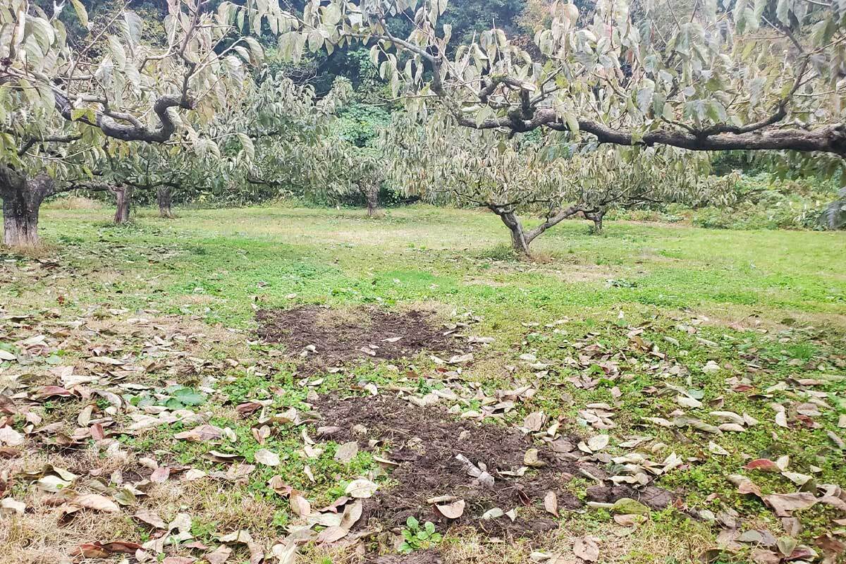 🐻糟了，摊上事了！熊被困，果农的无奈与心疼…