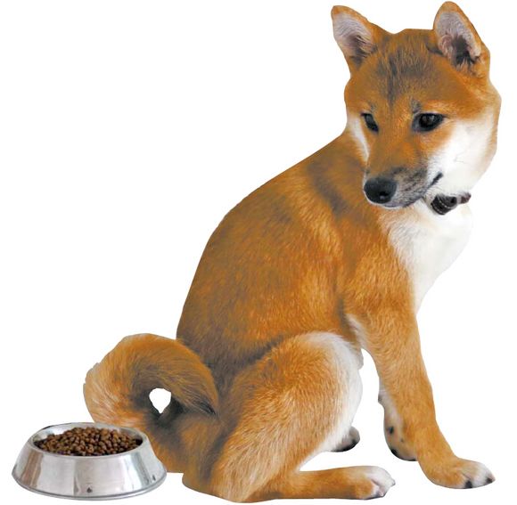 💥国产犬遭虐待！反日情绪下的悲剧！