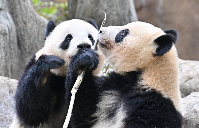 🐼 熊猫归期定了！东京动物园：一切都在计划中！