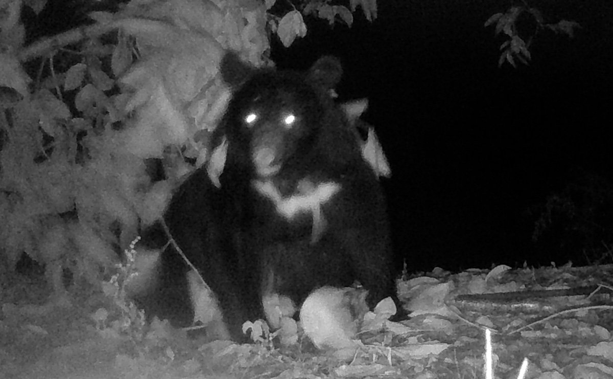 ⚠️熊来了？40岁猎人：为了安全，不得不下手！