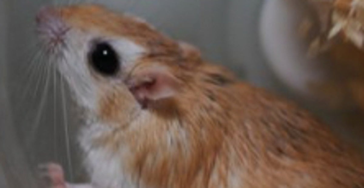 🐹：仓鼠：我这是在炒饭？！这豪华配置…啥情况？！