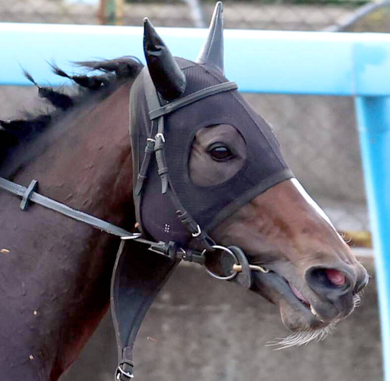 💥心痛！黑马退出有马纪念，粉丝泪崩！