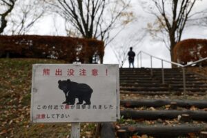 🚨熊出没？别慌！媒体炒作伤本地经济！ 封面