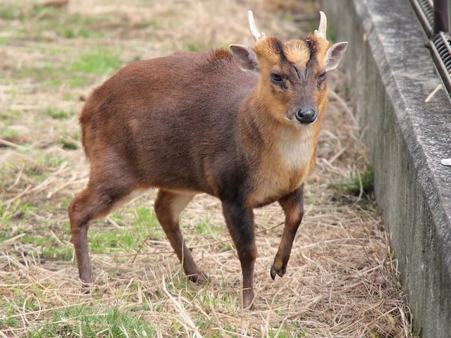 ⚠️京城入侵在即？外来“狠物”游进东京！