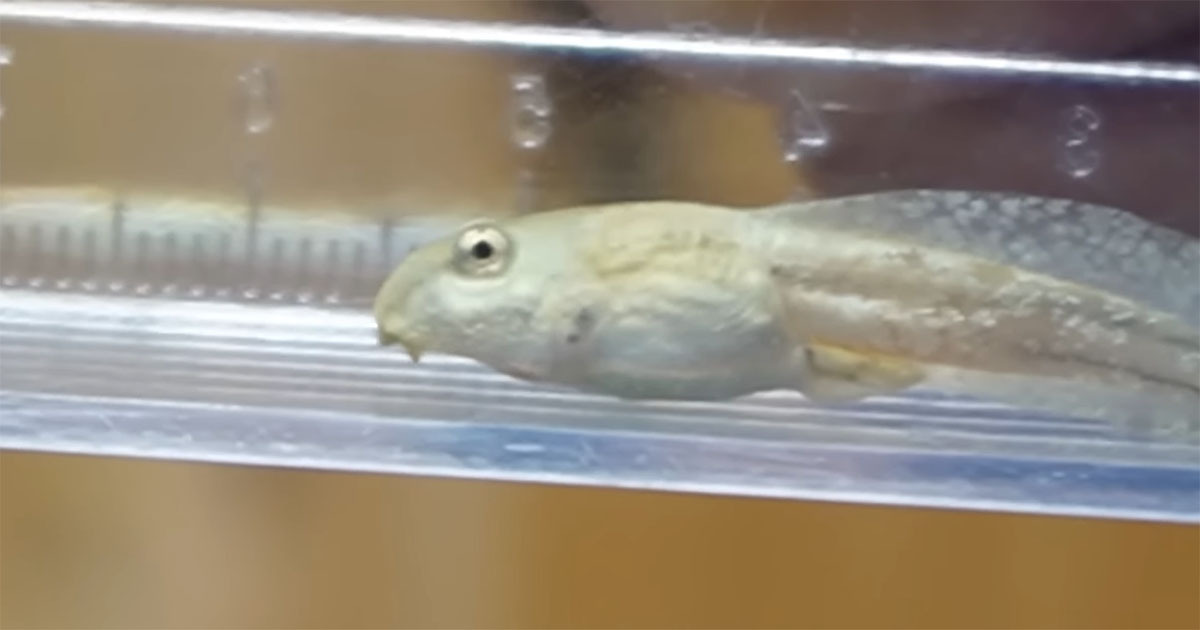 💧小蝌蚪变身记：白色的它，长大后竟是…！😱