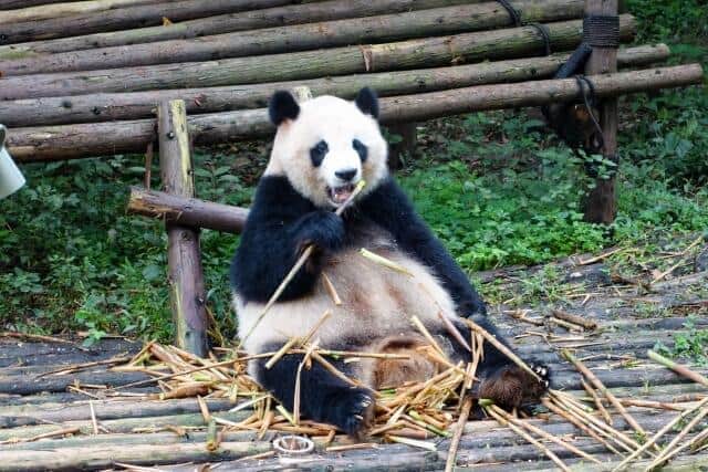 🐼大熊猫：你真的需要它们吗？（有点扎心…）