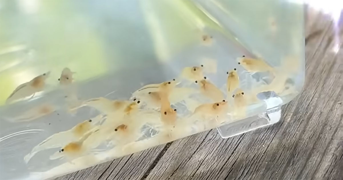 🦐哥们给的20只虾，养了俩月…这结局我裂开了！