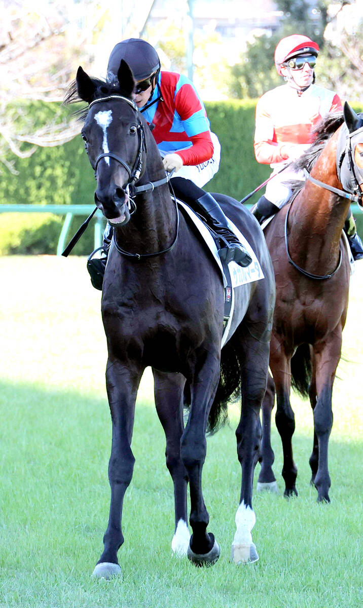 🔥5亿日元神驹，首战竟败！唏嘘！传奇诞生？