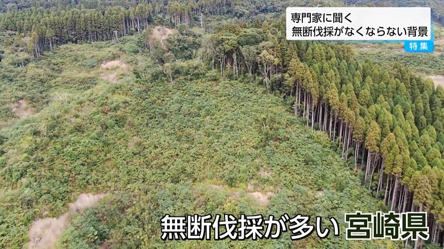 🔥宫崎山林遭毁！怒火中烧，谁在偷偷砍树？