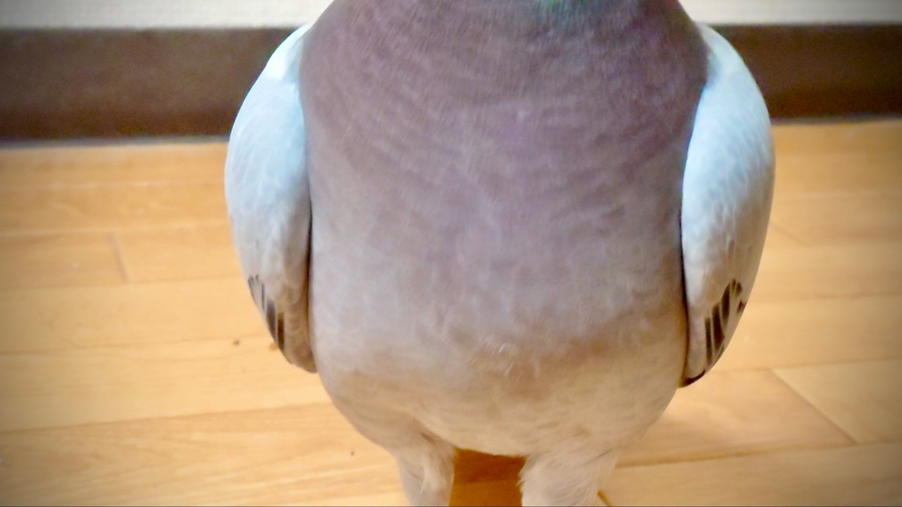 😴地铁上看到的“不想睡的鸽子”，笑喷了！简直萌翻！