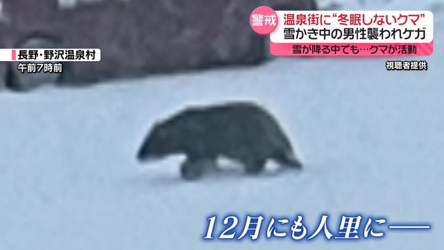 🐻冬眠没醒的熊！雪地里、送报时…袭击事件频发！