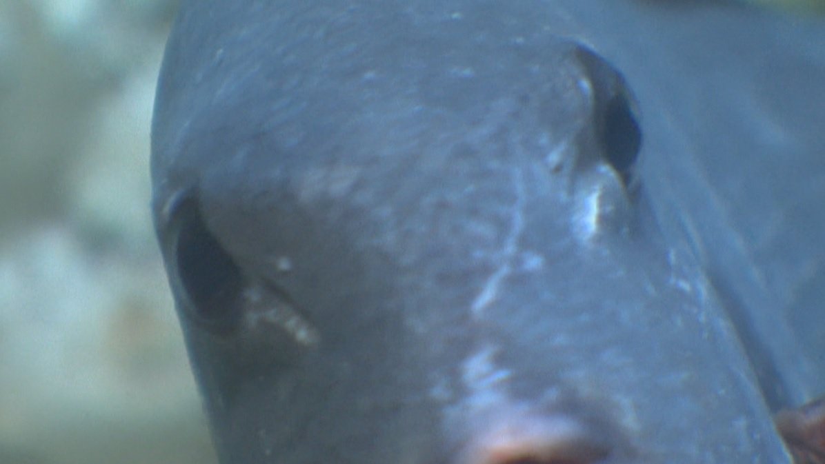 🐟 神秘深海鱼现身！5年前才被认出的“怪鱼”！